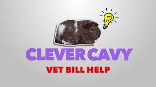 How To Prepare for Unexpected Vet Bills | Clever Cavy