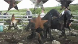 hingsteslipp.wmv