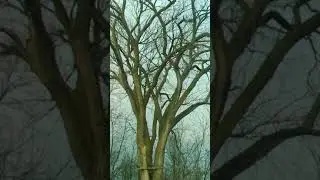 Cutting down a big Elm tree