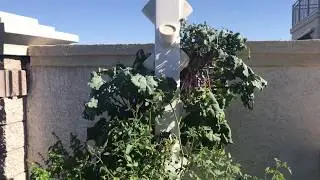 DIY Outdoor Grow Tower Vertical Hydroponics - Week 22: Las Vegas