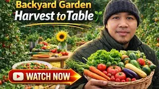 Backyard Garden Harvest to Table, Episode 3 continue harvesting