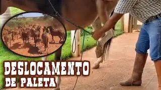 Ajudando no Deslocamento de Paleta dos Muares #Conhecimento
