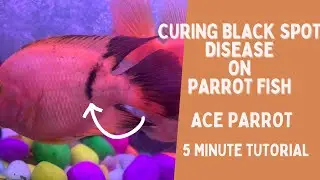 Combatting Black Spot Disease: A Lifesaving Guide for Parrot Fish Owners | Ace Parrot