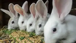 Inside the Rabbit Leather Plant From the Cage to the Soft Gloves &ndash; Complete Process