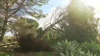El temporal deixa pals elèctrics, sostres i arbres caiguts a Formentera