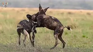 World Painted Wolf Day