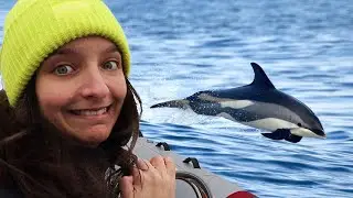 Why is dolphin research tough?