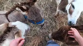 Mini Donkeys