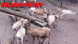 Erlebenswert - Der Wildpark Waldhaus in Mehlmeisel