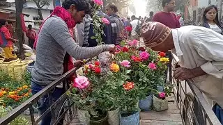 Wholesale & Retail Flower Plants Market Visit | Galiff Street