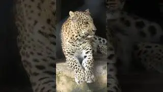 tiger live 😍🥰 #tiger 🐯🐅 #pandukholi #almora📍 #videoshort 🥀 #views ☘️
