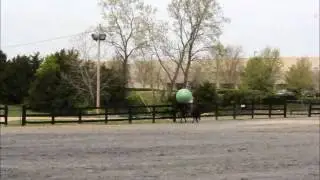 Todd Johnson Bridleless Demo - Warren Co VA