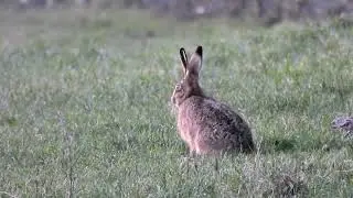 Hare Around Watton in Norfolk