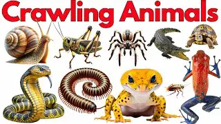 20 Crawling Animals Names | Different Types Crawling Animals for Toddlers | रेंगने जानवरों के नाम