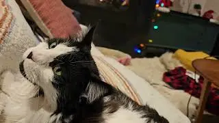 Poke a cat - mrrrp awake