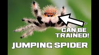 The Spider Cannonball - Jumping Spider Facts - Animal a Day