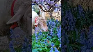 💙🌿 Beneath the wisteria 🌿💙#petsnaturelove #petsdoingthings #flowersgarden