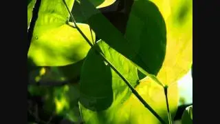 Omyiga - Waimea Park