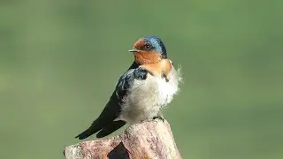 Welcome Swallow / warou