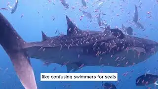What Happens When Sharks Meet Humans? | Shark Behavior Explained #Sharks #SharkEncounters