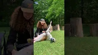 When my greyhound discovered belly rubs