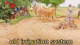 Old irrigation system with bulls || Bull Powered irrigation technology || Untique technology