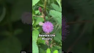 5 Deadly Plants  Don't Dare to Touch!