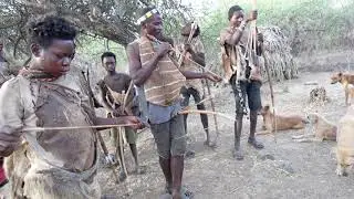 HUNT FOR SURVIVAL IN AFRICAN JUNGLES  : HADZABE!S TRIBE SKILLS OF HUNTING LIVE IN THE WILD