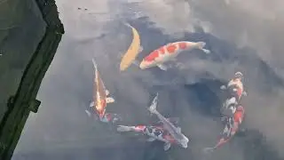 Pond update, dangerous chemicals in our filter houses, PP and Hydrogen peroxide ep8