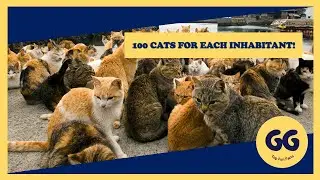 The paradise islands of cats!