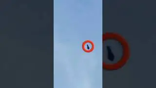 WORLD'S FASTEST BIRD MAX SPEED 360KM/H PEREGRINE FALCON ATTACK PIGEON