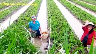 Chia Sẻ Cách Chăm Sóc Cho Cây Rau Húng Cây #nôngdântiềngiangvlogs