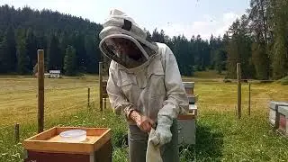 Quanto miele nel nido? Non siate avari: il benessere delle api dipende anche dall'alimentazione...