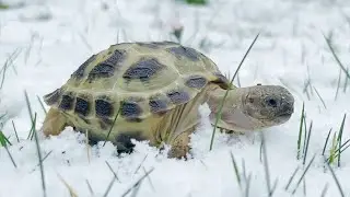 Horsefield Tortoise 3 Months Old Enjoying The Snow (Winter Season)