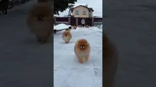 Our BIG fluffy family on walk 🥰 #bingovit #pomeranian #wintervibes #seriouscat