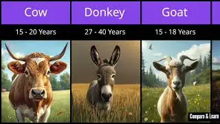 Average lifespan of animals | animal lifespan comparison | wild animals lifespan | 