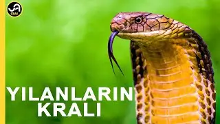Kral Kobra: Yılan Katili | Yılanların Kralı