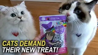 Cats Demanding Food! - Weruva BFF Baby Cakes Dinner