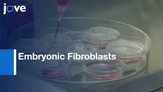 Embryonic Fibroblasts Reprogramming to Induce Hemogenic Program | Protocol Preview