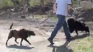 TYPICAL POOR RESULTS FROM NEW-AGE TRAINING (BEFORE SCIENCE)! - Jeffrey Loy : www.FriendToAnimals.com