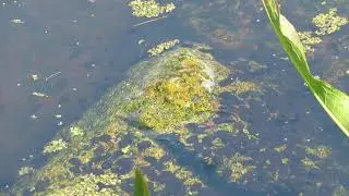 Oodles of Tadpoles in pond on island of Frederikso in Denmark