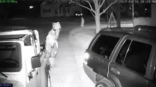 Werewolf Caught On Tape 2018