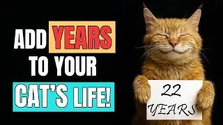 6 Secrets That Could Add Years to Your Cat&rsquo;s Life (Science + Love)
