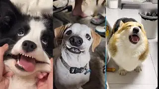 Hilarious Animal Fails 2024 😂 Funny Pets Compilation! 🐶🐱Part  16 | Can't Stop Laughing.