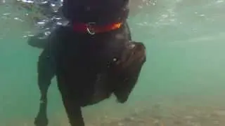 Lake Superior Aquaman: Swimming Dog, Underwater View