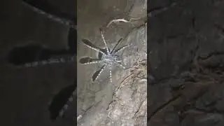 Huge spider floating on the river