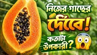 আমাদের গাছে পাকা পেঁপে কি উপকারী? | Papaya Health Benefits | 
