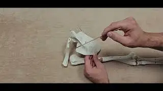 Anatomia układu kostnego - łopatka