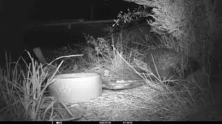 Hedgehog with Apeman H40