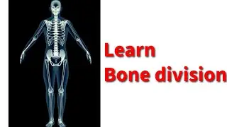Learn Bone division and function || 🤔 @Alearninglane